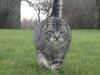 Huskat Miss Mie