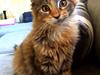 Maine Coon Dina "Leave The Light On"