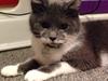 Huskat Moustach katten Kira