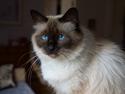 Hellig Birma Pifuni´s Emily