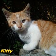 Blanding af racer Kitty
