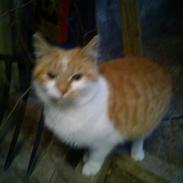 Blanding af racer Kitty