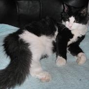 Blanding af racer Max