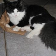 Blanding af racer Max