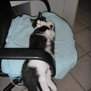 Blanding af racer Max