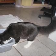 Blanding af racer Max