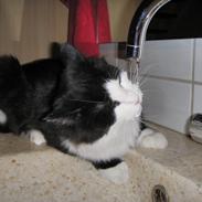 Blanding af racer Max