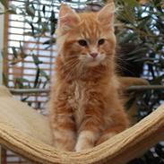 Maine Coon Nauthycoon wheelers russet