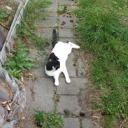 Blanding af racer Misser