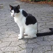 Blanding af racer Misser