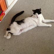 Blanding af racer Misser