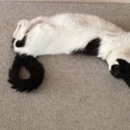 Blanding af racer Misser