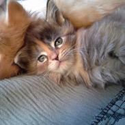 Maine Coon Dina "Leave The Light On"