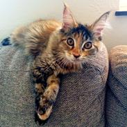Maine Coon Dina "Leave The Light On"