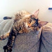 Maine Coon Dina "Leave The Light On"