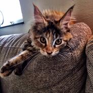 Maine Coon Dina "Leave The Light On"