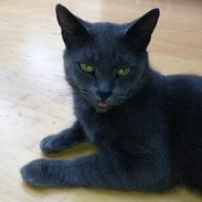 Huskat Cirkeline