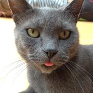 Huskat Cirkeline