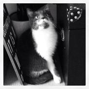 Huskat Moustach katten Kira