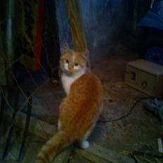 Blanding af racer Kitty