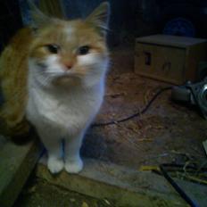 Blanding af racer Kitty