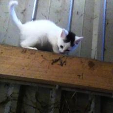 Blanding af racer Kisa