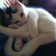 Blanding af racer Kisa