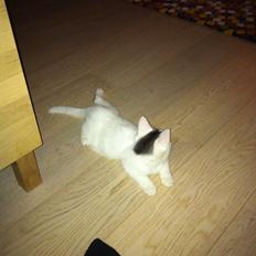 Blanding af racer Kisa