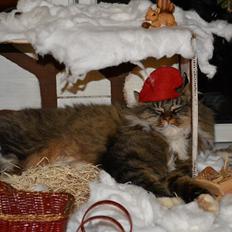 Blanding af racer Fly (musse)