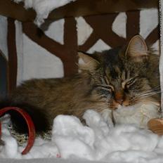 Blanding af racer Fly (musse)