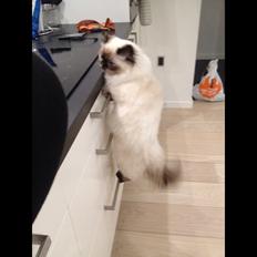 Blanding af racer Kira