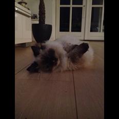 Blanding af racer Kira