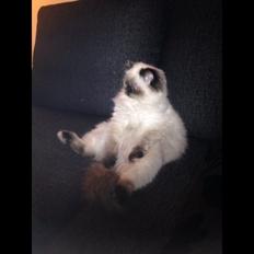 Blanding af racer Kira