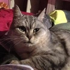 Blanding af racer Miskey