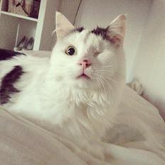 Blanding af racer Happy