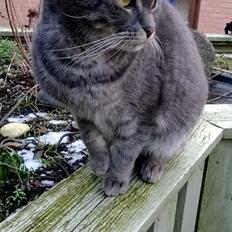 Blanding af racer Nuser