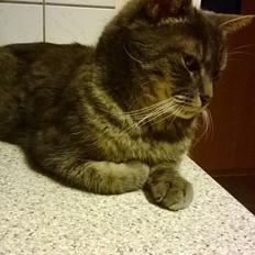 Blanding af racer Nuser