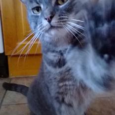 Blanding af racer Nuser