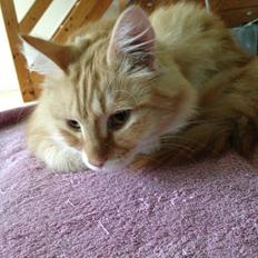 Blanding af racer Pjuske