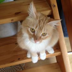 Blanding af racer Pjuske