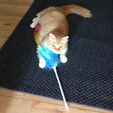 Blanding af racer Pjuske