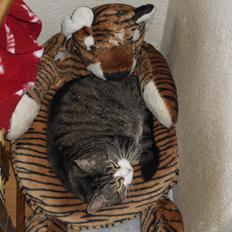 Huskat Kisser HIMMELKAT