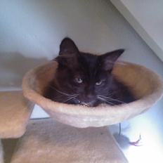 Blanding af racer Brage