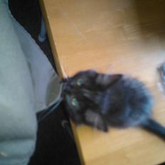 Blanding af racer Brage