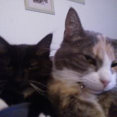 Blanding af racer Brage