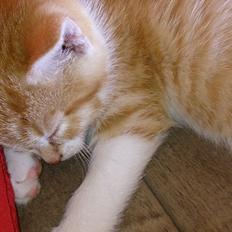 Blanding af racer Bølle