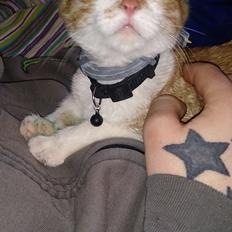 Blanding af racer Bølle