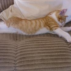 Blanding af racer Bølle