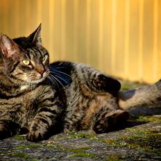 Blanding af racer Loui