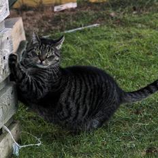 Blanding af racer Loui